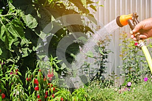 A gardener with a watering hose and a sprayer water the flowers in the garden on a summer sunny day. Sprinkler hose for irrigation