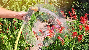 A gardener with a watering hose and a sprayer water the flowers in the garden on a summer sunny day. Sprinkler hose for irrigation