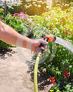 A gardener with a watering hose and a sprayer water the flowers in the garden on a summer sunny day. Sprinkler hose for irrigation