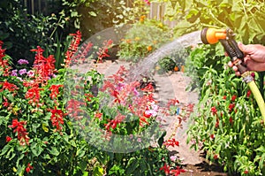 A gardener with a watering hose and a sprayer water the flowers in the garden on a summer sunny day. Sprinkler hose for irrigation