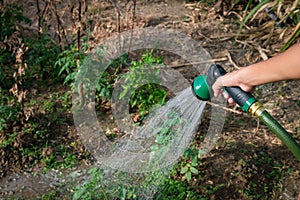Gardener watering plants garden allotment spaying water shower sprinkler hose