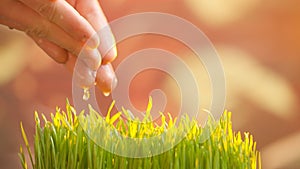 Gardener watering plants in the ground. Man farmer hands watering fresh green grass sprouts, pouring water, spring