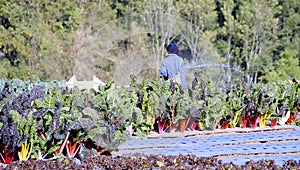 Gardener watering rainbow chard vegetable in the garden