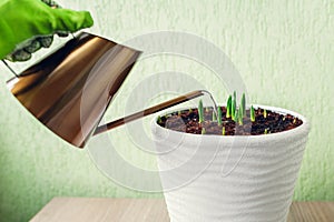 Gardener watering tulips in pot using modern golden watering can at home. Spring flowers growing.