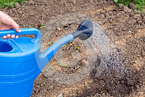 A gardener waters a bed of vegetable seedlings from a watering can. Growing and watering plants in the garden