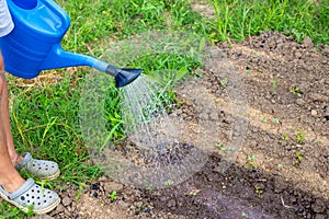 A gardener waters a bed of vegetable seedlings from a watering can. Growing and watering plants in the garden