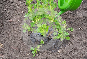 The gardener waters gooseberry bush in the garden from a green watering can