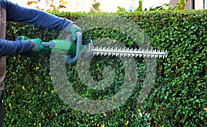 A gardener wearing safety gloves leveling a shrub fence with a cordless hedge trimmer