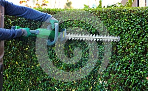 A gardener wearing safety gloves leveling a shrub fence with a cordless hedge trimmer photo