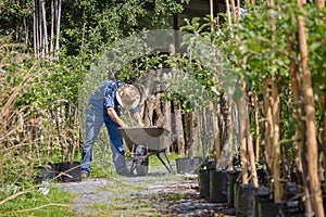 Gardener with a wheel barrow working in the garden