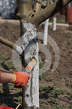 Gardener whitewash tree trunk with chalk in garden