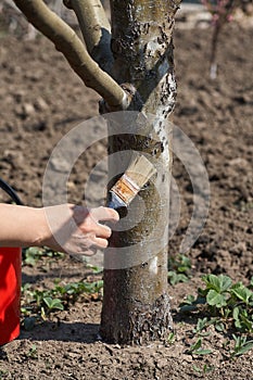 Gardener whitewash tree trunk with chalk in garden, tree care in spring.