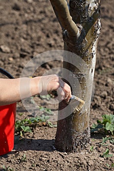 Gardener whitewash tree trunk with chalk in garden, tree care in spring
