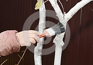 Gardener whitewashing fruit tree. Painting tree in white color prevents the bark from heating too much under the spring sun. photo