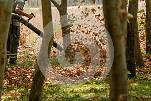 The gardener who works with a leaf blower