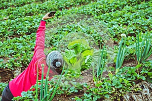 Gardener woman asian. farmers are taking photos Selfie in vegetable plots