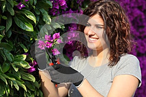 Gardener woman cutting a pink flower with secateurs photo