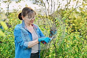 Gardener woman in gloves with pruner cuts off dry branches on blackcurrant bush