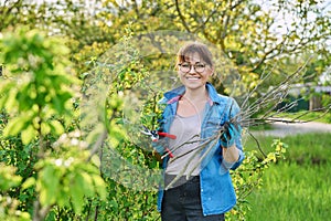 Gardener woman in gloves with pruner cuts off dry branches on blackcurrant bush