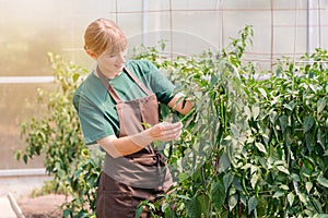 Gardener woman growing vegetables in the greenhouse