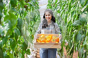 gardener woman harvests bell peppers in garden