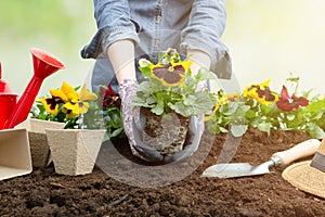 Gardener woman planting flower in the garden. Planting spring pansy flower in garden. Gardening concept