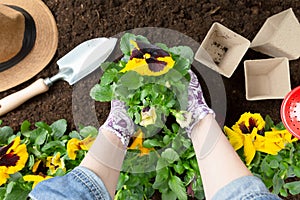 Gardener woman planting flower in the garden. Planting spring pansy flower in garden. Gardening concept