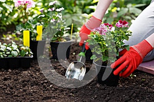 Gardener woman planting flowers in her garden, garden maintenance and hobby concept