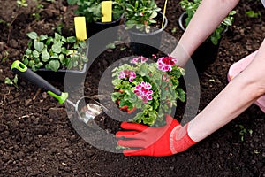 Gardener woman planting flowers in her garden, garden maintenance and hobby concept photo