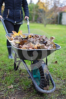 Gardener woman pulling wheelbarrow with leaves in garden