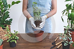 Gardener woman replant green plant at home