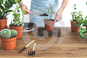 Gardener woman replant green plant at home