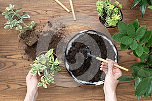 Gardener woman replant green plant at home