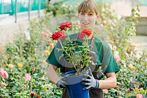 Gardener woman showing rose into the camera