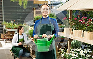 Gardener woman tending to potted chamomiles using watering can in container garden