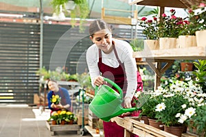 Gardener woman tending to potted chamomiles using watering can in container garden