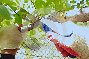 The gardener work gloves small saw saws off the branch of a fruit tree in the garden