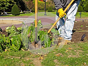 Gardener at work in Public Park