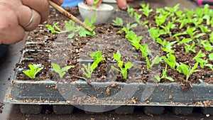 Gardener worker in greenhouse transplanting petunia seedlings for rooting in soil closeup