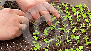 Gardener worker in greenhouse transplanting petunia seedlings for rooting in soil closeup