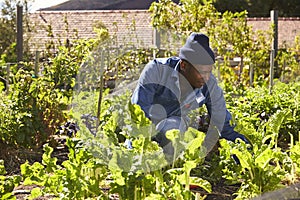 Gardener Working In Community Allotment