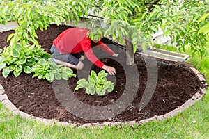 Gardener working in the garden doing the mulching photo