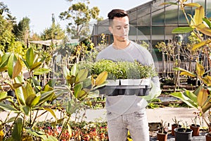 Gardener working in hothouse