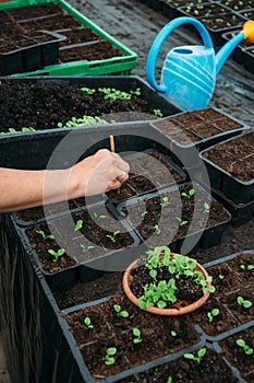Gardener working with seedlings of decorative plants and soil in agricultural cultivation greenhouse or hothouse