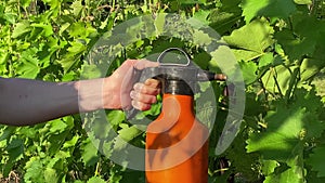 Gardener working at vineyard treating fruit organic pesticide daybreak