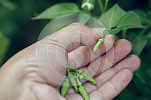 Gardenerman hand pluck a ripe chili in the garden with vibrant colors