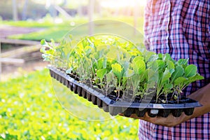 Gardeners carrying organic vegetable trays