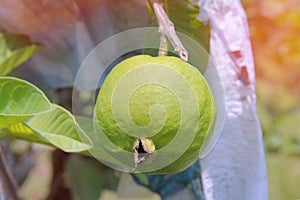 Gardeners cut Guava Kim Ju  fruit for pending sale