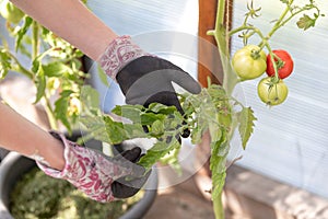 Gardeners hands checking disease on a tomatoes stained leaf. Lack of calcium or magnesium. Gardening issues