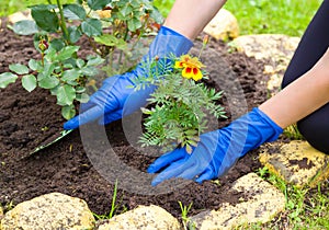 Gardeners hands in gloves planting marigold flowers in a soil in summer garden